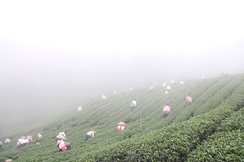 台灣紅茶茶葉就屬南投魚池、埔里最有名