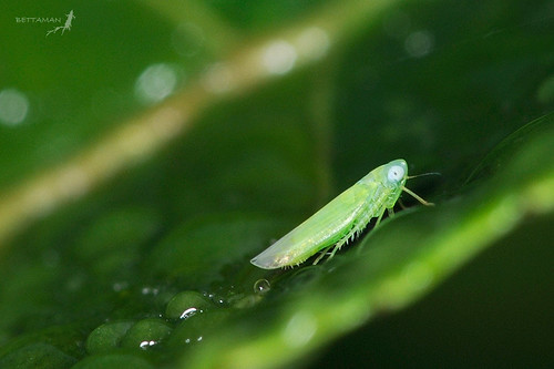 經由小綠葉蟬吸食可產生蜜香茶