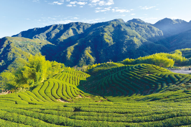 蜜香紅茶產地有哪些？