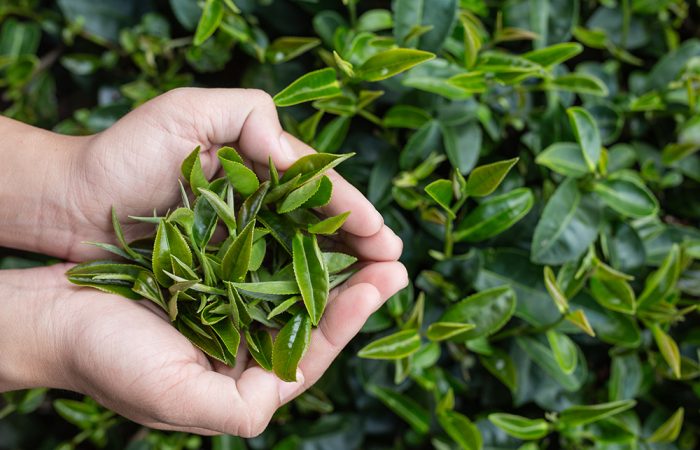 Tea Picker Woman